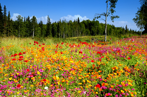 Beautiful multicolored wildflowers growing in summer on the Kenai Peninsula in Alaska.