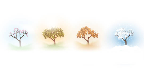 Four Seasons Spring, Summer, Autumn, Winter Banners with Abstract Trees - Vector Illustration vector art illustration