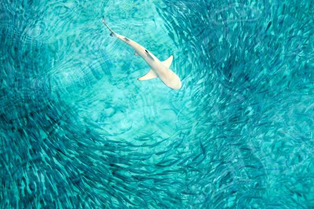 istock baby shark is hunting 942338676