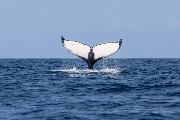 Humpback Whale Tail A Humpback whale, Megaptera novaeangliae, raises its huge fluke as it begins to dive in the Caribbean Sea. Humpbacks use their powerful tails to propel themselves through the sea. tail fin stock pictures, royalty-free photos & images