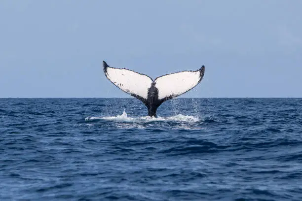 A Humpback whale, Megaptera novaeangliae, raises its huge fluke as it begins to dive in the Caribbean Sea. Humpbacks use their powerful tails to propel themselves through the sea.