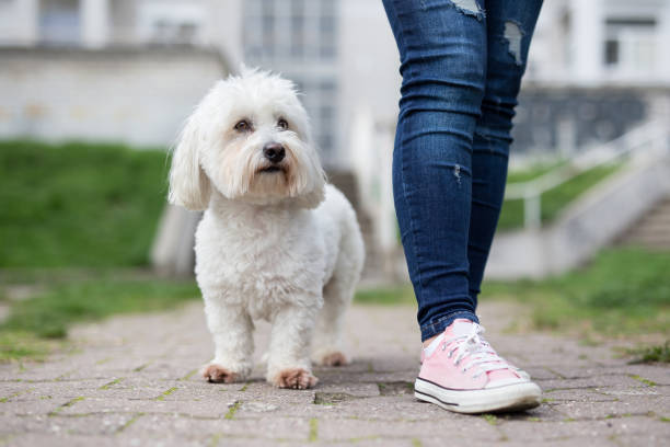 Girl walking with white fluffy dog Girl walking with white fluffy dog coton de tulear stock pictures, royalty-free photos & images