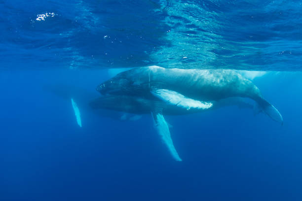 istock Humpback Whales in Caribbean Sea 942342098