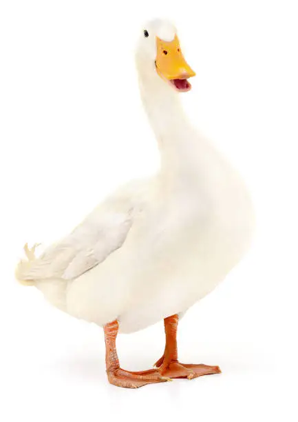 White domestic duck isolated on white background.
