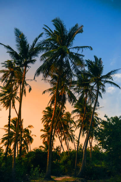 istock palm trees on a background of blue sky with sunlight 942345334