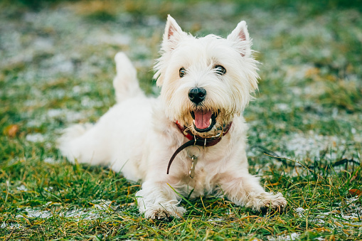 Small Funny West Highland White Terrier - Westie, Westy Dog Play in Grass