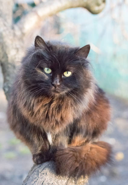 istock Black beautiful fluffy cat in the spring garden 942354612