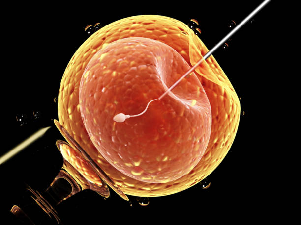 istock Artificial insemination. Needle puncture the cell membrane 942355432
