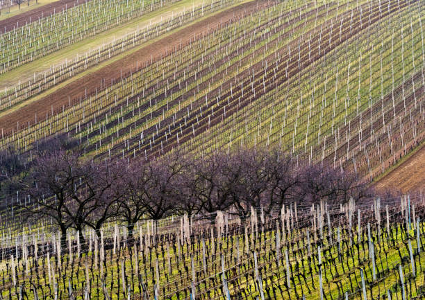 Waving landscape with vineyard and trees in line in spring. South Moravia, Czech Republic.