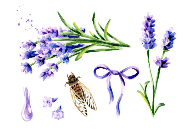 Lavender summer set. Watercolor hand drawn vertical illustration, isolated on white background Lavender summer set. Watercolor hand drawn vertical illustration, isolated on white background cicada stock illustrations