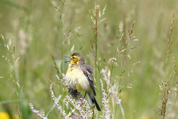 citrine wagtail (motacilla werae) - bird warbler birdsong singing foto e immagini stock