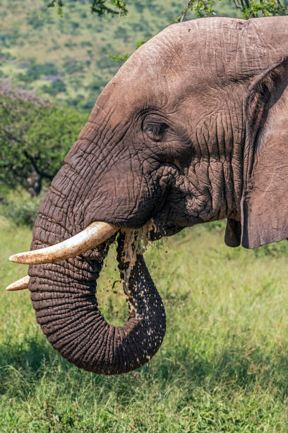 istock Head Tusks Ears and Trunk of  Elephant Drinking Water 942364534