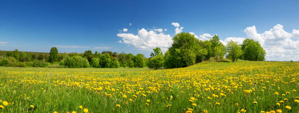 istock Field with dandelions and blue sky 942365186