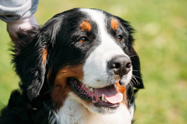 istock Bernese Mountain Dog Berner Sennenhund Close Up 942365424