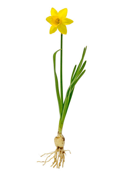 istock Daffodil / Easter bell with onion and flower optional on white 942368478