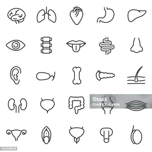 Human Anatomy Icons Set Internal Organs Body Parts Editable Stroke Stock Illustration - Download Image Now