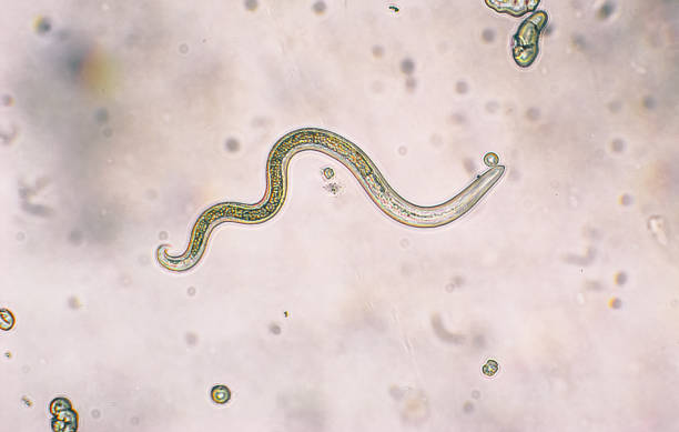 10 700+ Nematode Photos, taleaux et images libre de droits - iStock