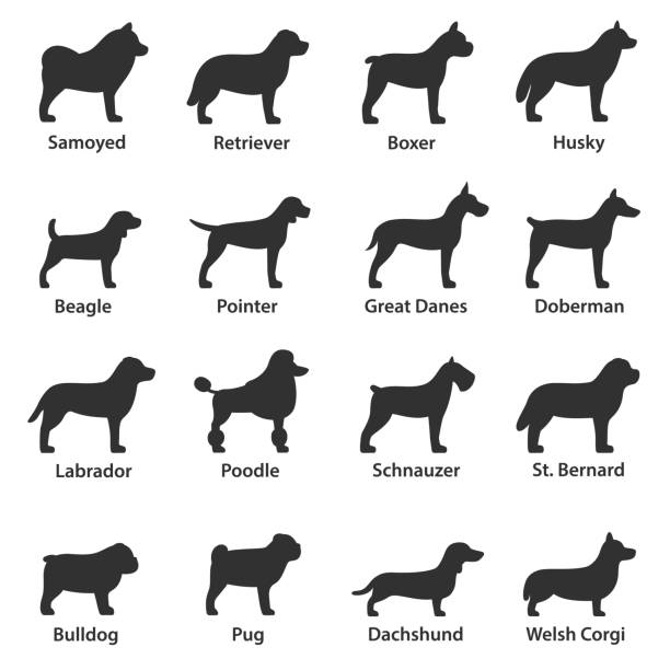 Dogs breed icons set. Dog side view Dogs breed. Monochrome icons set. Dog side view, simple symbols collection purebred dog stock illustrations