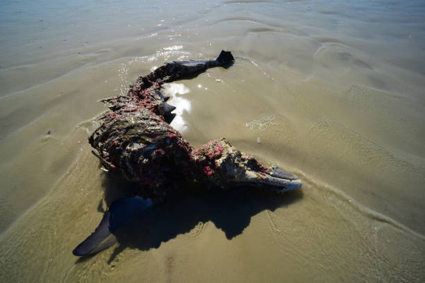 istock Dead bottlenose dolphin with shark bite in wave wash on beach 942369170