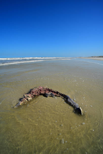 istock Dead bottlenose dolphin with shark bites washed up on beach 942369240