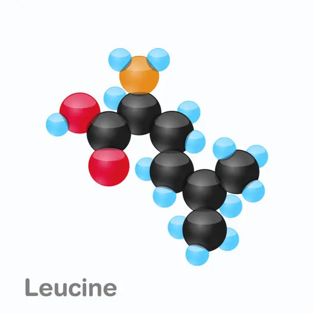 Vector illustration of Molecule of Leucine, Leu, an amino acid used in the biosynthesis of proteins