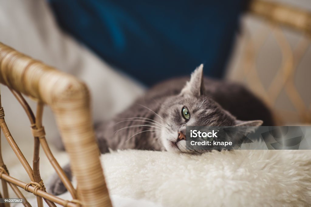 Simpatico gatto rilassante nel divano - Foto stock royalty-free di Gatto domestico