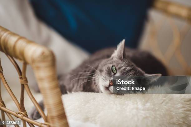 Simpatico Gatto Rilassante Nel Divano - Fotografie stock e altre immagini di Gatto domestico - Gatto domestico, Animale da compagnia, Vecchio