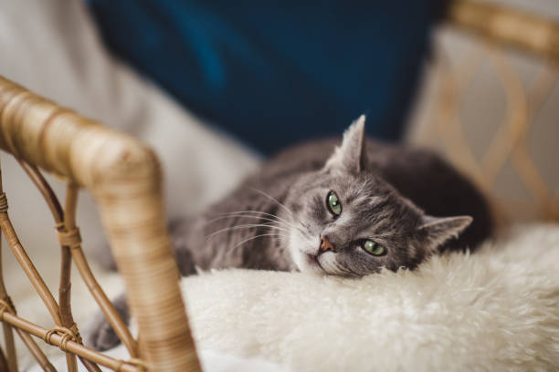 schattige kat ontspannen in sofa - slapen fotos stockfoto's en -beelden