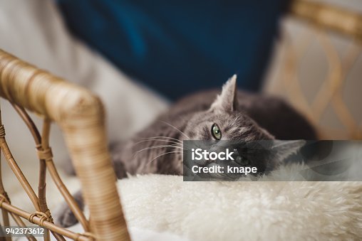 istock Cute cat relaxing in sofa 942373612