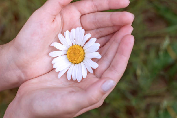 istock Woman holds chamomile in hand 942373682