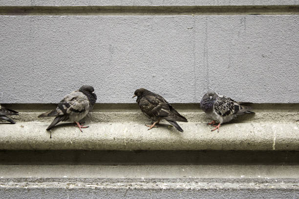 istock Pigeons in street 942374082