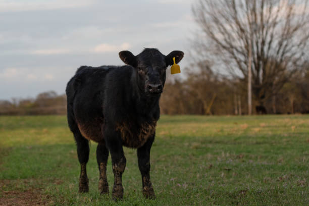 istock Black Angus calf with muddy legs in spring pasture 942374302