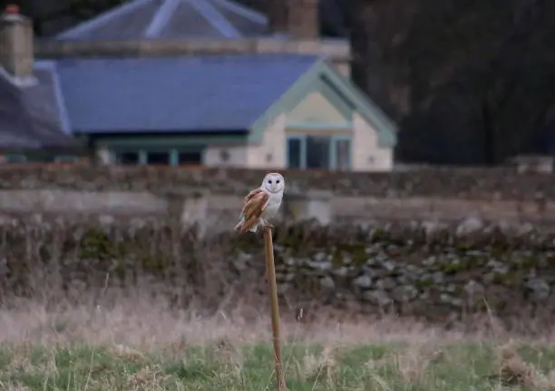 Quartering above grass field