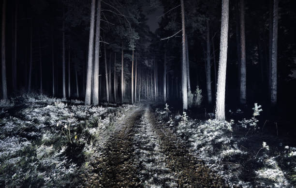 istock A cold night in the autumn forest. A way through the pine trees, Latvia 942383460