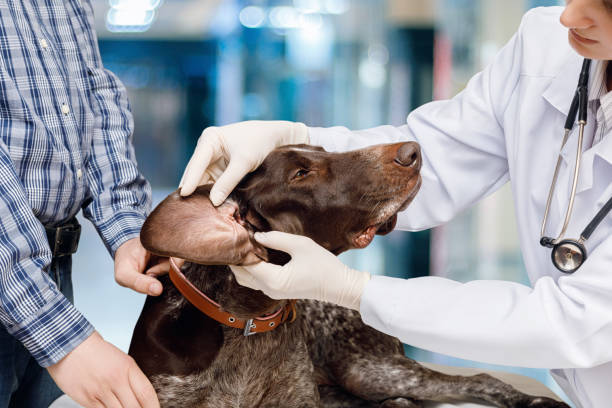 istock Veterinarian examines the dog's ear . 942384124