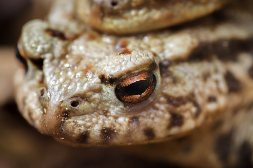 Close up of a frog eye with bright brown eyes.