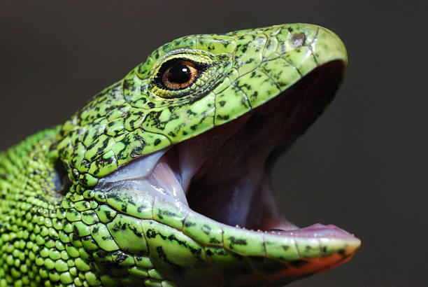 Lézard vert - Photo