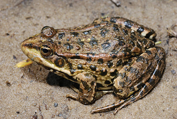 Gros plan photo de grenouille - Photo