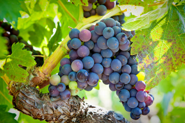 zinfandel grape hanging on vine in napa valley california - vineyard ripe crop vine imagens e fotografias de stock