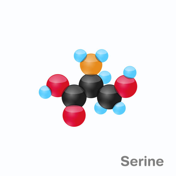 cząsteczka seryny, ser, aminokwas stosowany w biosyntezie białek - s stock illustrations