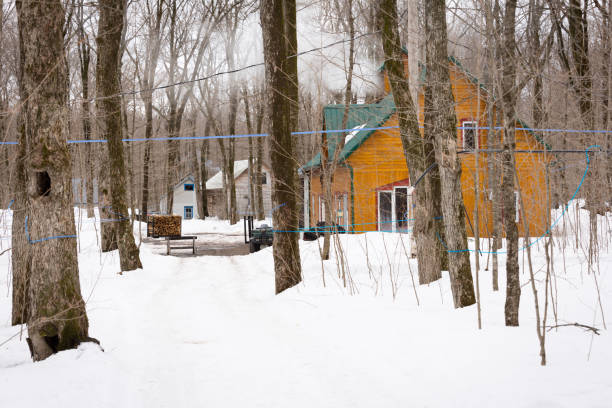 istock Yellow sugar shack and harvest sap 942390366