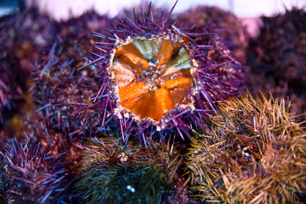 Sea urchins Sea urchins prepared to be eaten in the market of San Miguel de Madrid purple sea urchin stock pictures, royalty-free photos & images