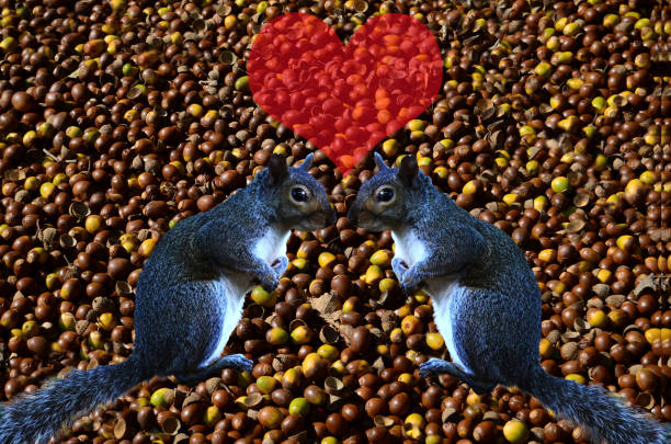 squirrels-in-love.jpg?s=612x612&w=0&k=20&c=0Z1kxoQcOFXstxiLzrC5dfkT1VLJQPA5fndfVJ2HFEA=