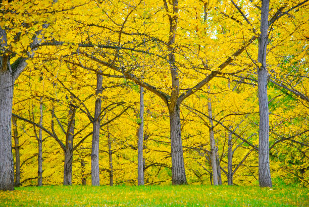 満開の銀杏の木 - virginia ginkgo tree tree autumn ストックフォトと画像