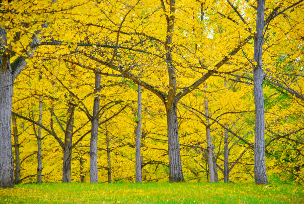 árvore gingko em flor - virginia ginkgo tree tree autumn - fotografias e filmes do acervo