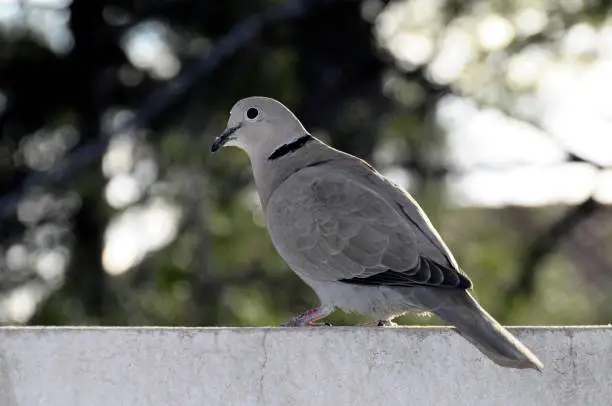 Photo of Turtle dove eating some grain