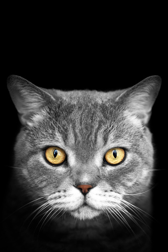 Big - eyes british shorthair cat is looking at the camera