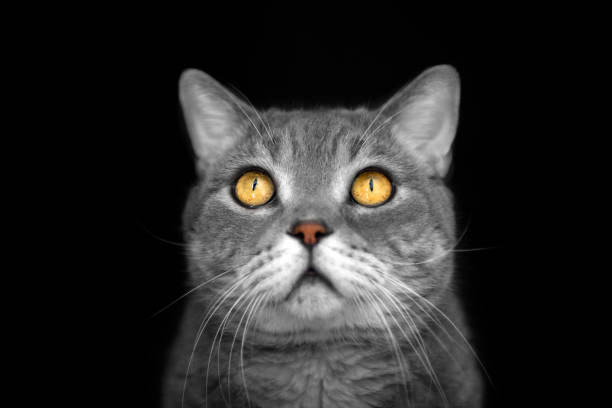 istock beautiful cat portrait 942394348