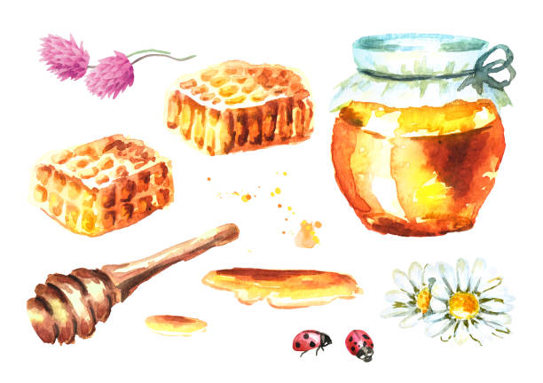 illustrazioni stock, clip art, cartoni animati e icone di tendenza di elementi freschi di miele incastonati con favi, ape, bottiglia, fiore, camomilla, trifoglio e coccinella. illustrazione disegnata a mano ad acquerello - honey dipper