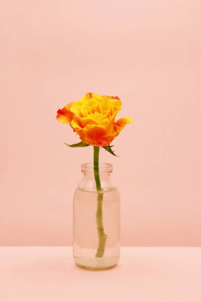 single rose in a glass bottle on pink background stock photo